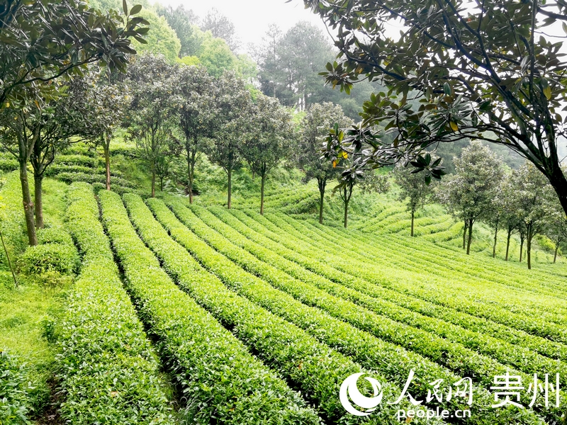 開陽縣南龍鄉茶園一隅。人民網記者 王秀芳攝