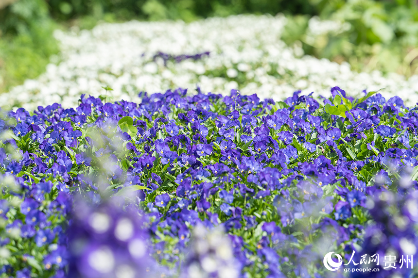 花畫小鎮繁花似景美如畫。人民網 陽茜攝