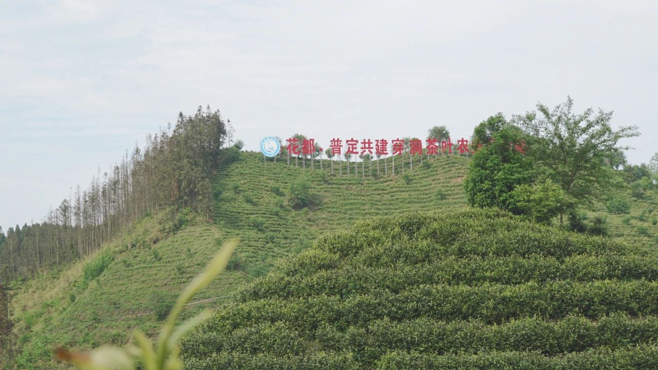 普定縣靛山村的茶山基地。