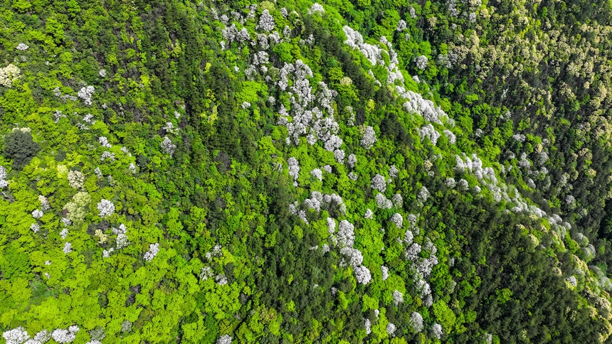 俯瞰世界自然遺產地梵凈山花爛漫美景。