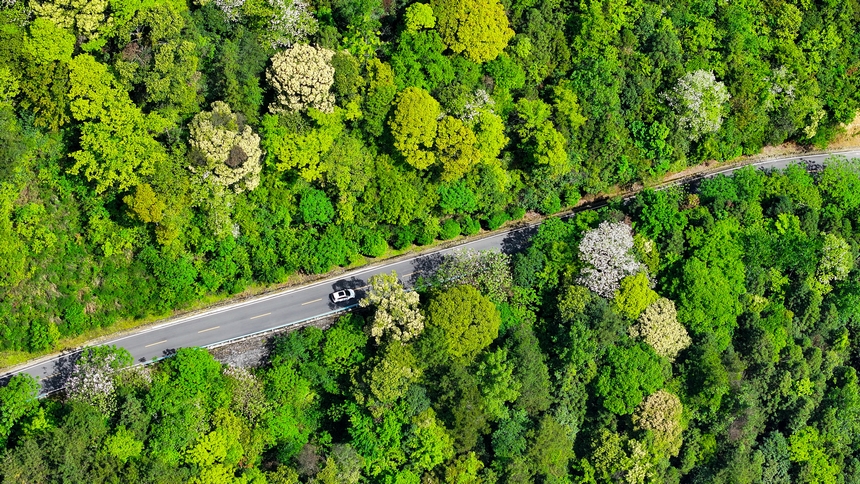 俯瞰世界自然遺產地梵凈山山花爛漫美景。