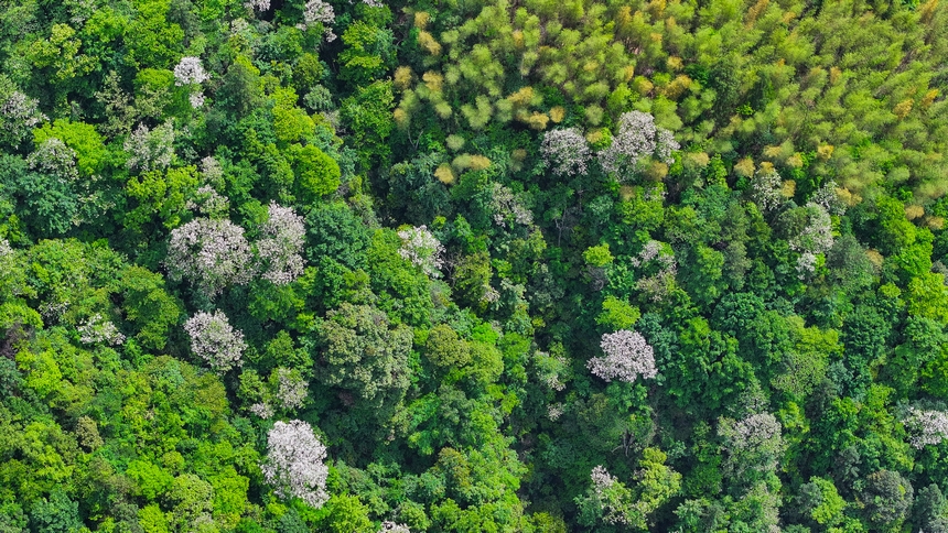 俯瞰世界自然遺產地梵凈山山花爛漫美景。
