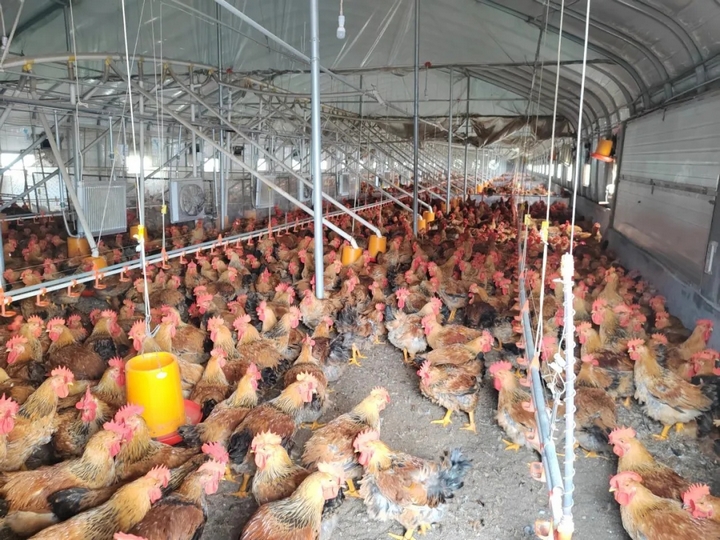 “菜果肉”協同增效 激活“三農”新動能。