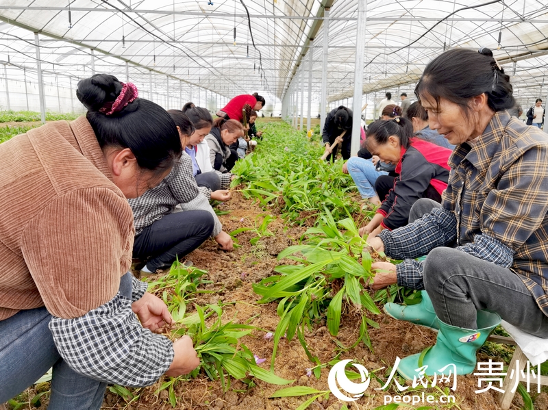 柿花村中藥材種植基地里，村民們正在分揀白芨苗。人民網記者 王秀芳攝
