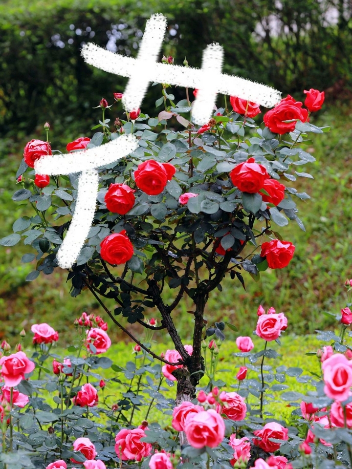 4月季花爭奇斗艷。