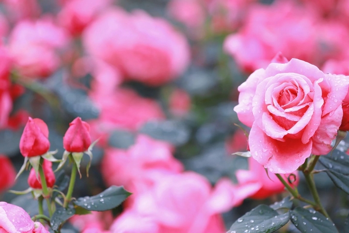 6月季花爭奇斗艷。