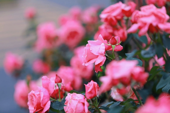 7月季花爭奇斗艷。