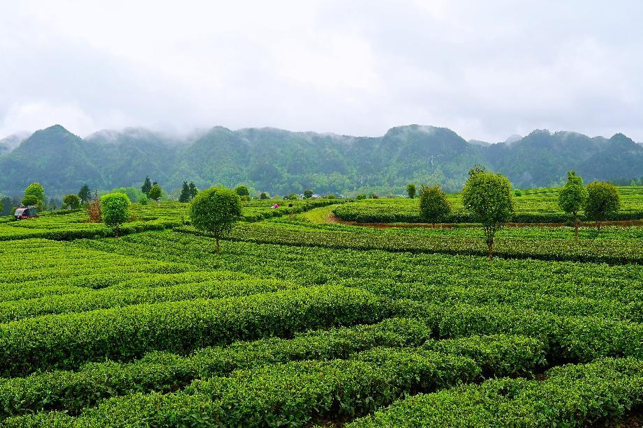 湄潭茶園。