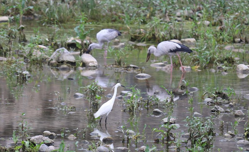 印江河珍稀水鳥。
