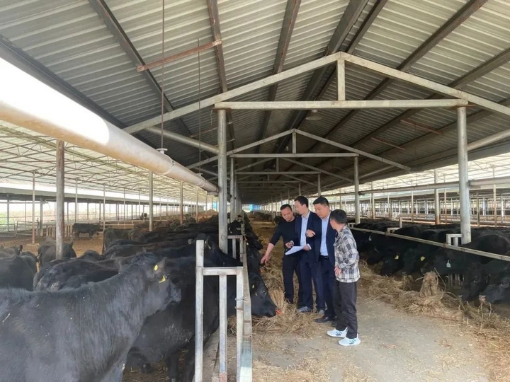 胡永濤的肉牛養殖基地。