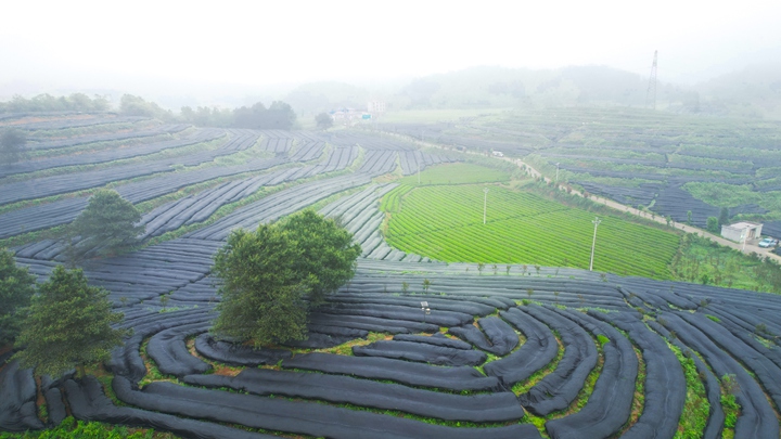 碾茶創新中心培育的專屬碾茶基地。