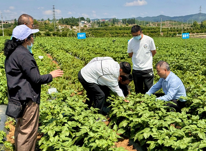 技術人員們根據田間病害監測數據。