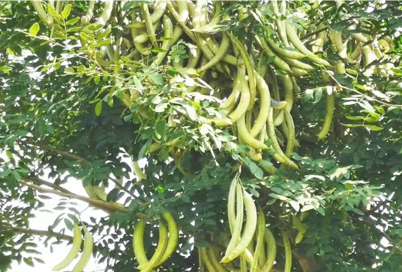 皂角掛滿枝頭。