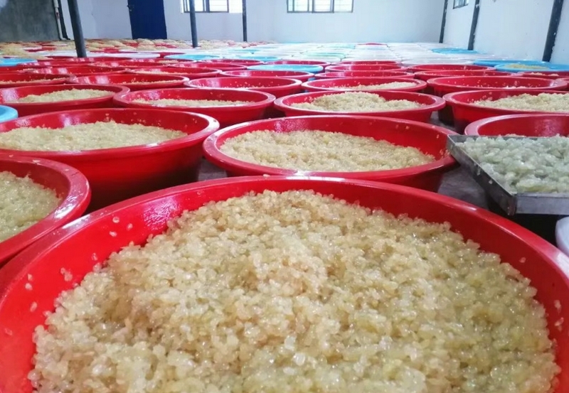 等待烘干的皂角米。