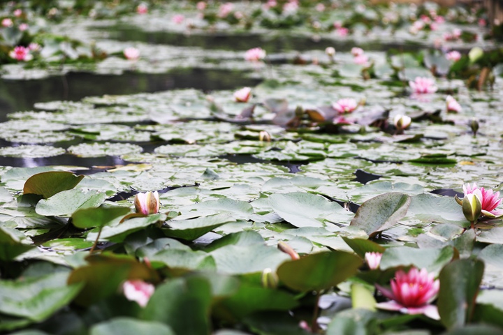 貴州省黔西市委黨校內，池塘里的蓮花次第綻放，成為校園特色景觀。