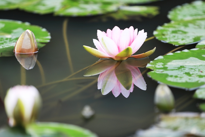 貴州省黔西市委黨校內，池塘里的蓮花次第綻放，成為校園特色景觀。