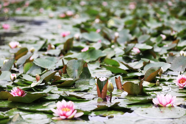 貴州省黔西市委黨校內，池塘里的蓮花次第綻放，成為校園特色景觀。