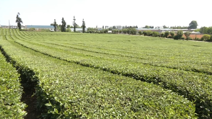 安順市西秀區大西橋鎮千畝茶山一角。
