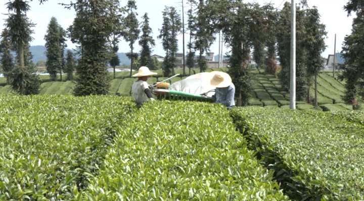 夏茶采收現場。