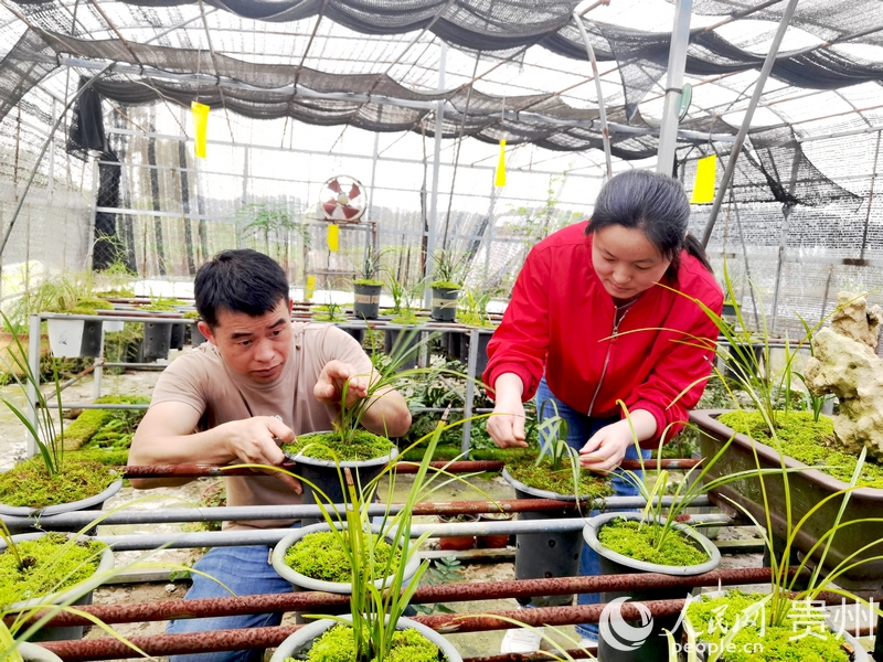 楊華飛與妻子陳友靜仔細查看蘭花長勢。人民網記者 王秀芳攝1.jpg