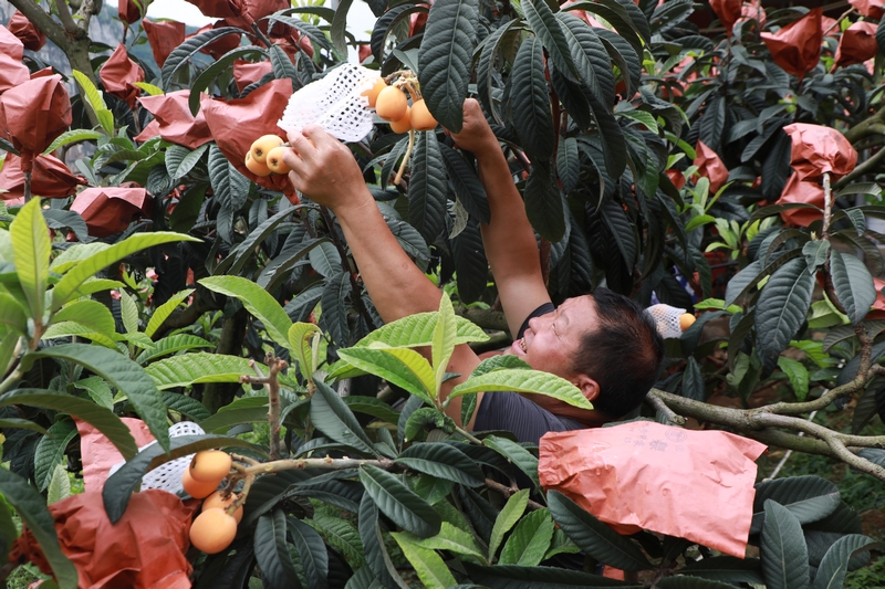 游客正在采摘枇杷。