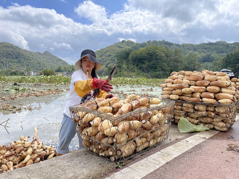 十里荷廊的“藕經濟” 。張貝貝攝