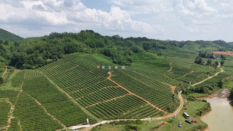 金塵茶園。