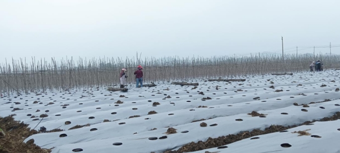 雙堡鎮田地上已覆蓋薄膜。