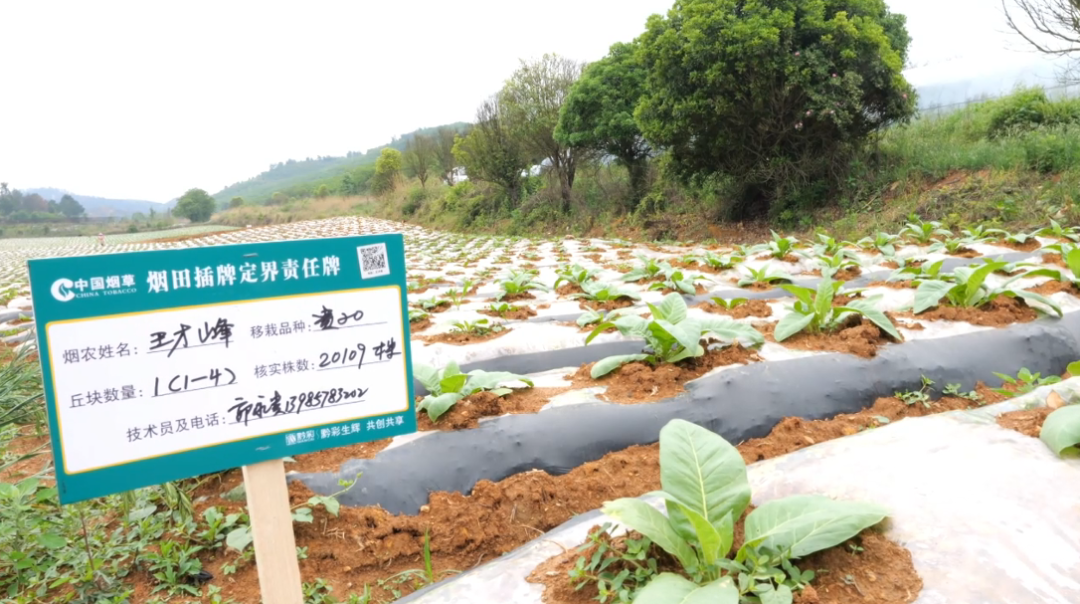 黃臘鄉烤煙大田。