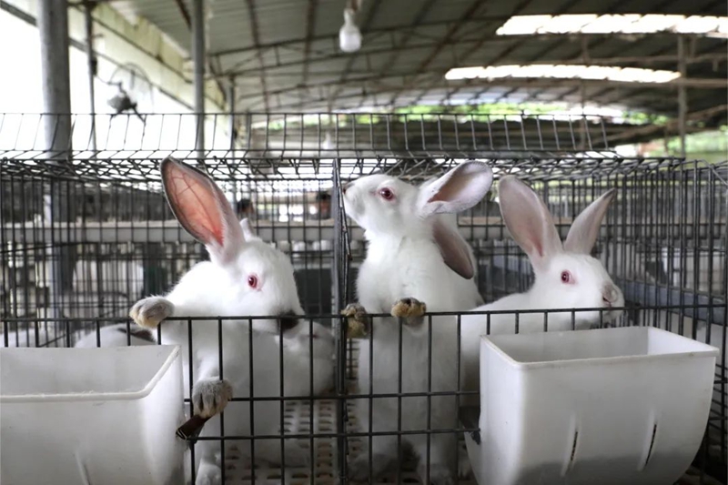 一只只雪白軟糯肥嘟嘟的兔子。