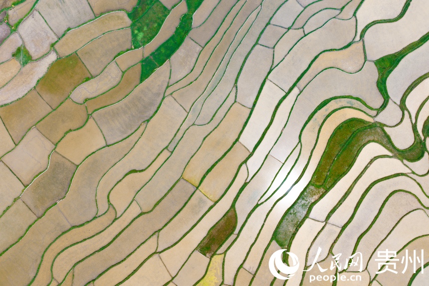 航拍貴陽市花溪區高坡苗族鄉梯田。人民網記者 涂敏攝