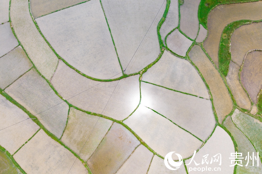 航拍貴陽市花溪區高坡苗族鄉梯田。人民網記者 涂敏攝