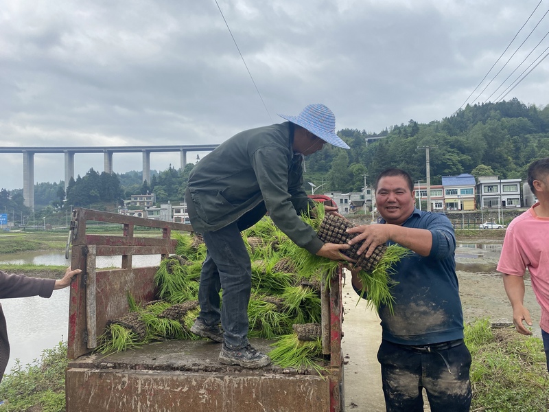 農民正在搬移秧盤。