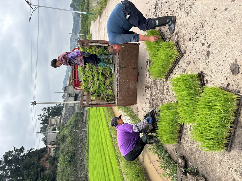 農民正在搬移秧盤。