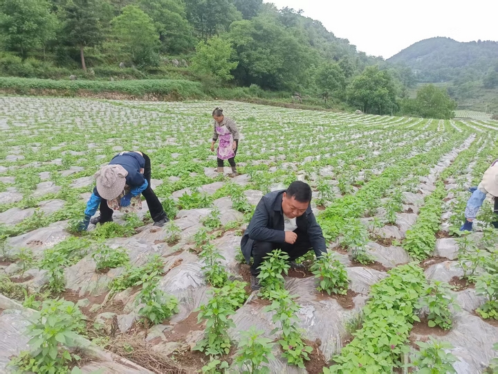 1赫章縣羅州鎮海源村村民正在給辣椒苗除草 江雪 攝.jpg
