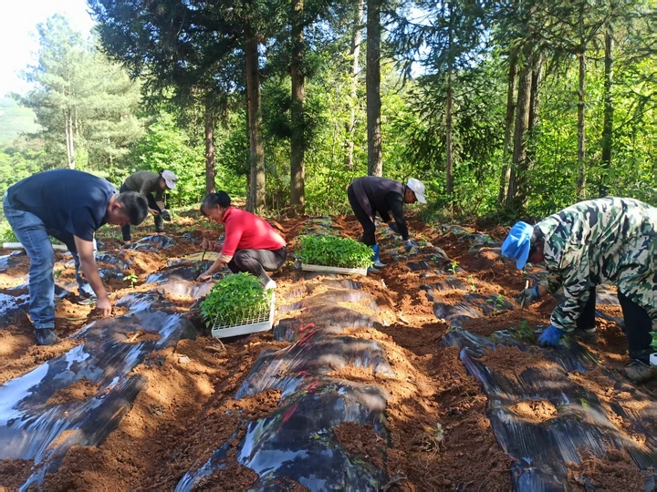 4赫章縣羅州鎮松林村村民正在栽種辣椒苗 江雪 攝.jpg