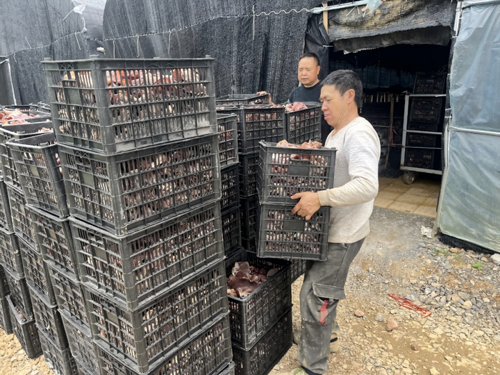 黃背木耳產業蓬勃發展。