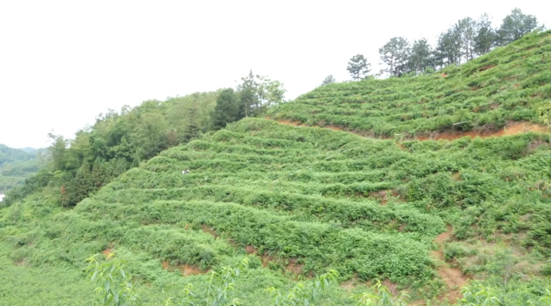寧谷鎮黃桃種植基地。