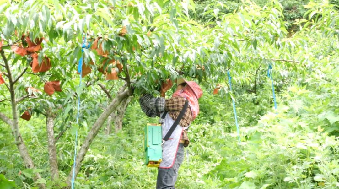 果農正在進行黃桃管護。