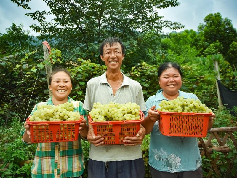 水晶葡萄豐收。