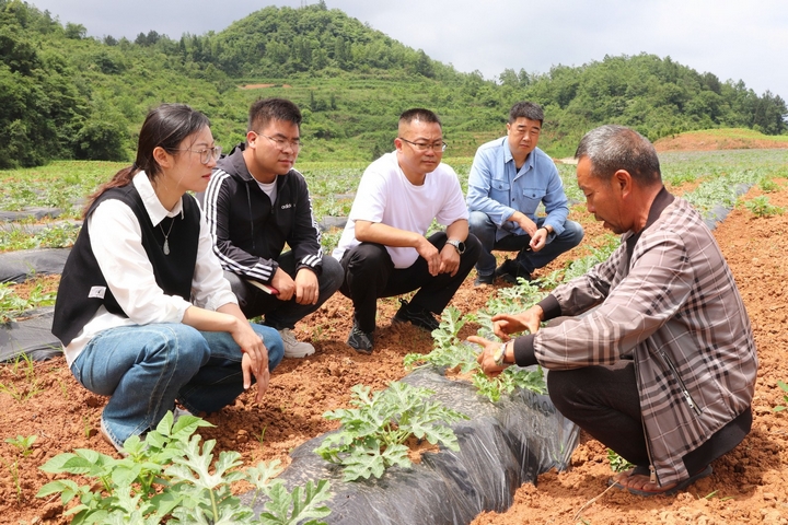 麥格鄉政府、企業及種植公司相關人員察看農作物長勢。陸勁松 攝.jpg