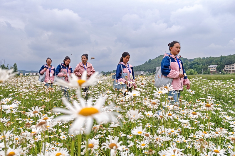 在雙龍鎮江林村，育嬰輔導員正走在家訪的小路上。