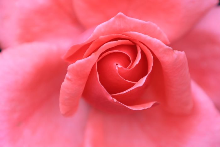 觀山湖的月季花開了。