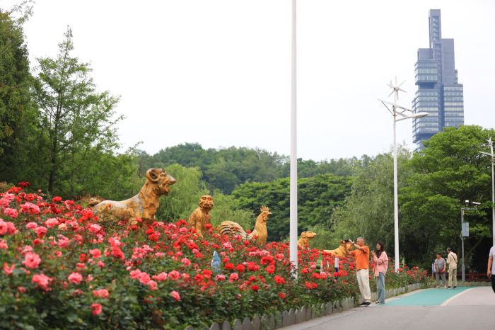 觀山湖的月季花開了。