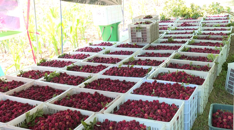 圖為普定縣馬場鎮的楊梅迎來豐收季。