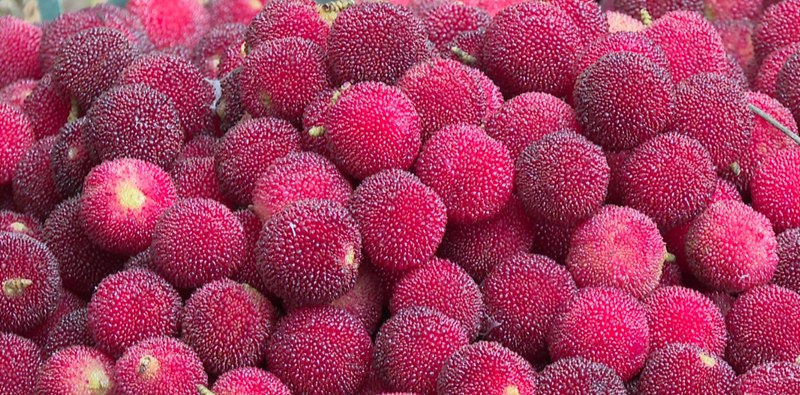 普定縣馬場鎮的楊梅迎來豐收季。