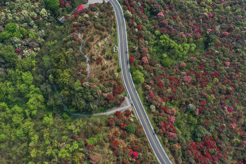 百里杜鵑風景名勝區。