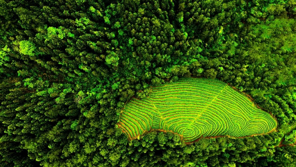 印江生態環境好，茶園如按在大地上的指紋。劉幼民/攝