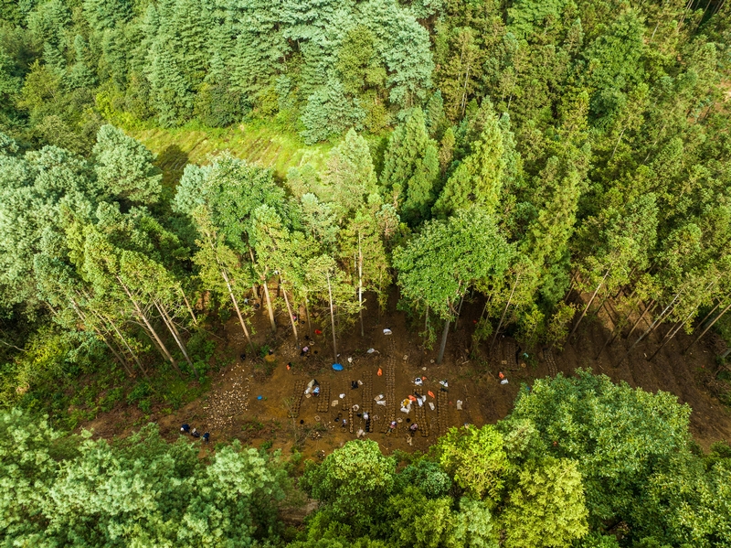 林下生金。羅大富攝