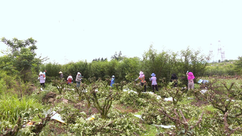 工人們穿梭在花椒樹間，動作嫻熟地采摘著成熟的花椒。
